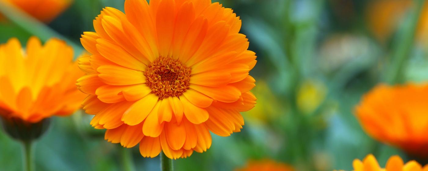 Ringelblume
