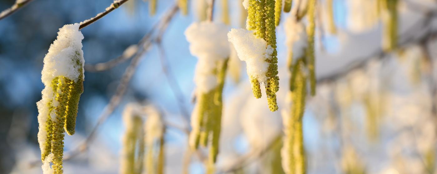 Pollen