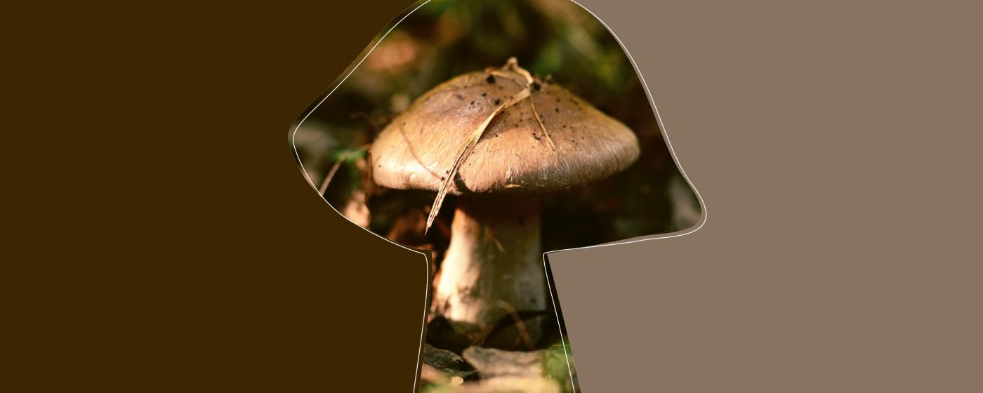 Pilze