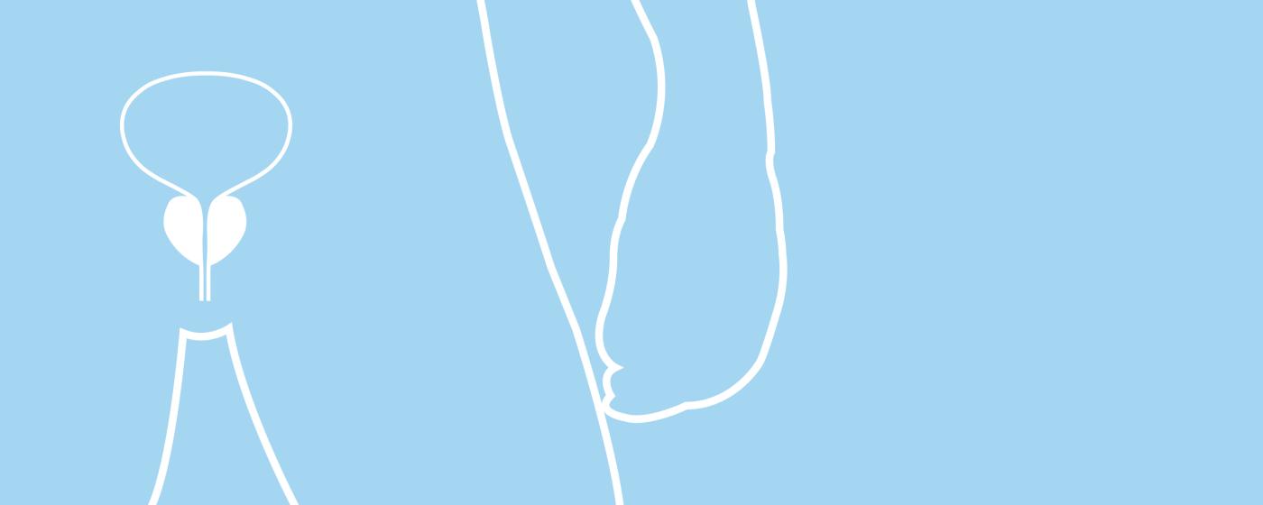 Prostata