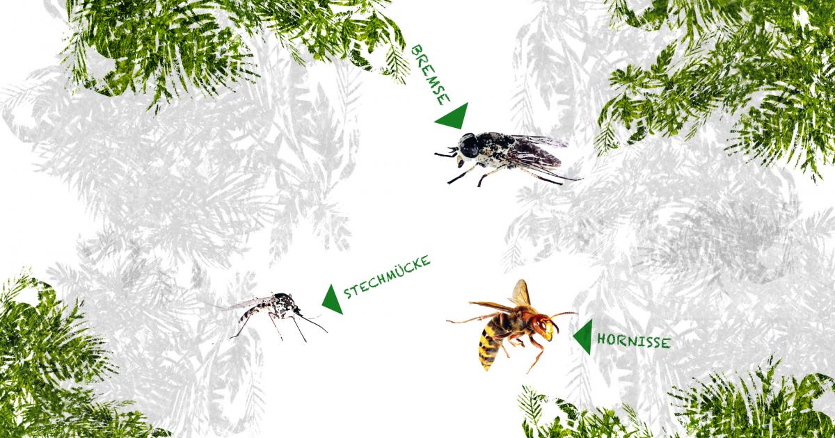 Mücken, Wespen, Bienen: Welches Insekt sticht denn da? - Achillea