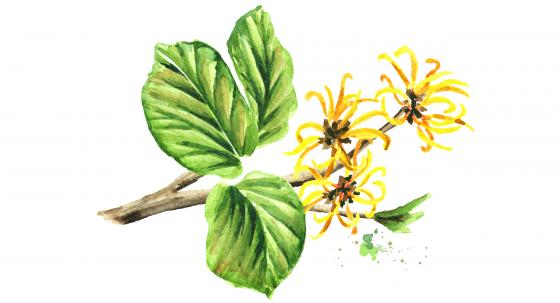 Zaubernuss