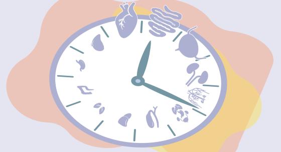 Wie der Körper die innere Uhr stellt