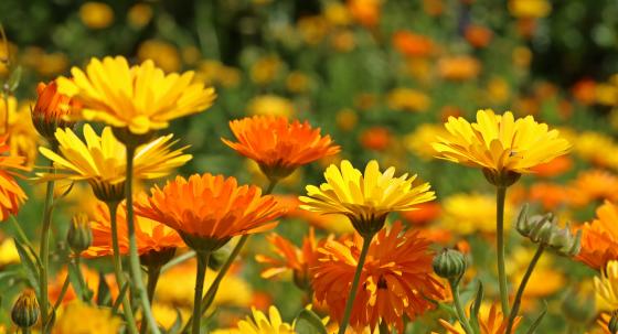 Ringelblume
