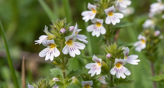 Euphrasia
