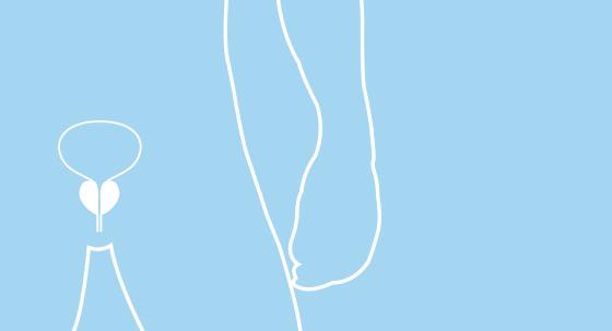 Prostata